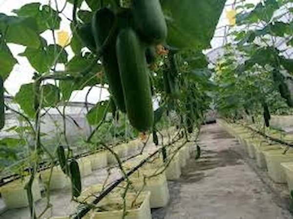 تصویر 2 از خرید کود گلدهی خیار گلخانه ای + بهترین قیمت